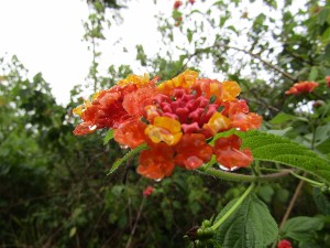IMG_0266 (300x225)