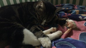 IMG_3204 (300x169)